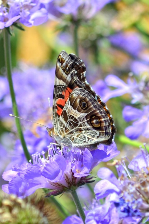 Scabiosa columbaria 'Butterfly Blue' - Pincushion Flower