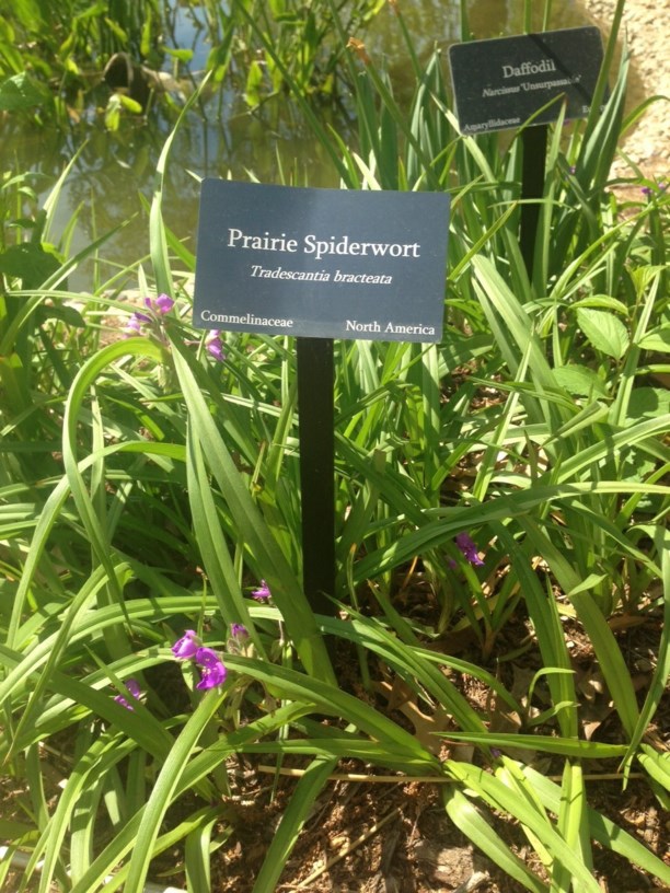 Tradescantia bracteata - Prairie Spiderwort