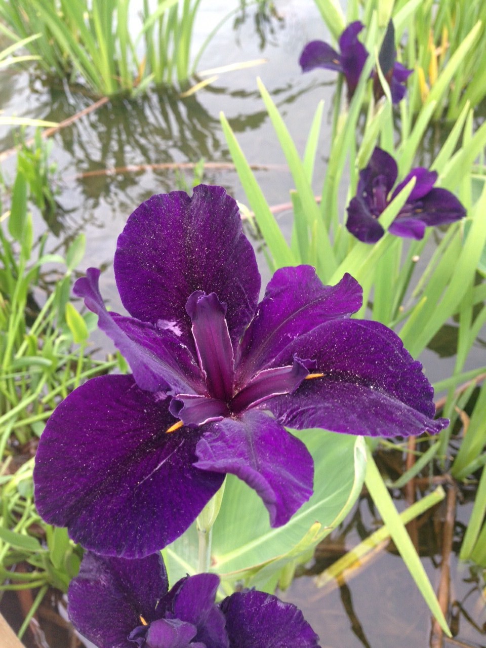 Iris ensata 'Black Gamecock' - Japanese Iris