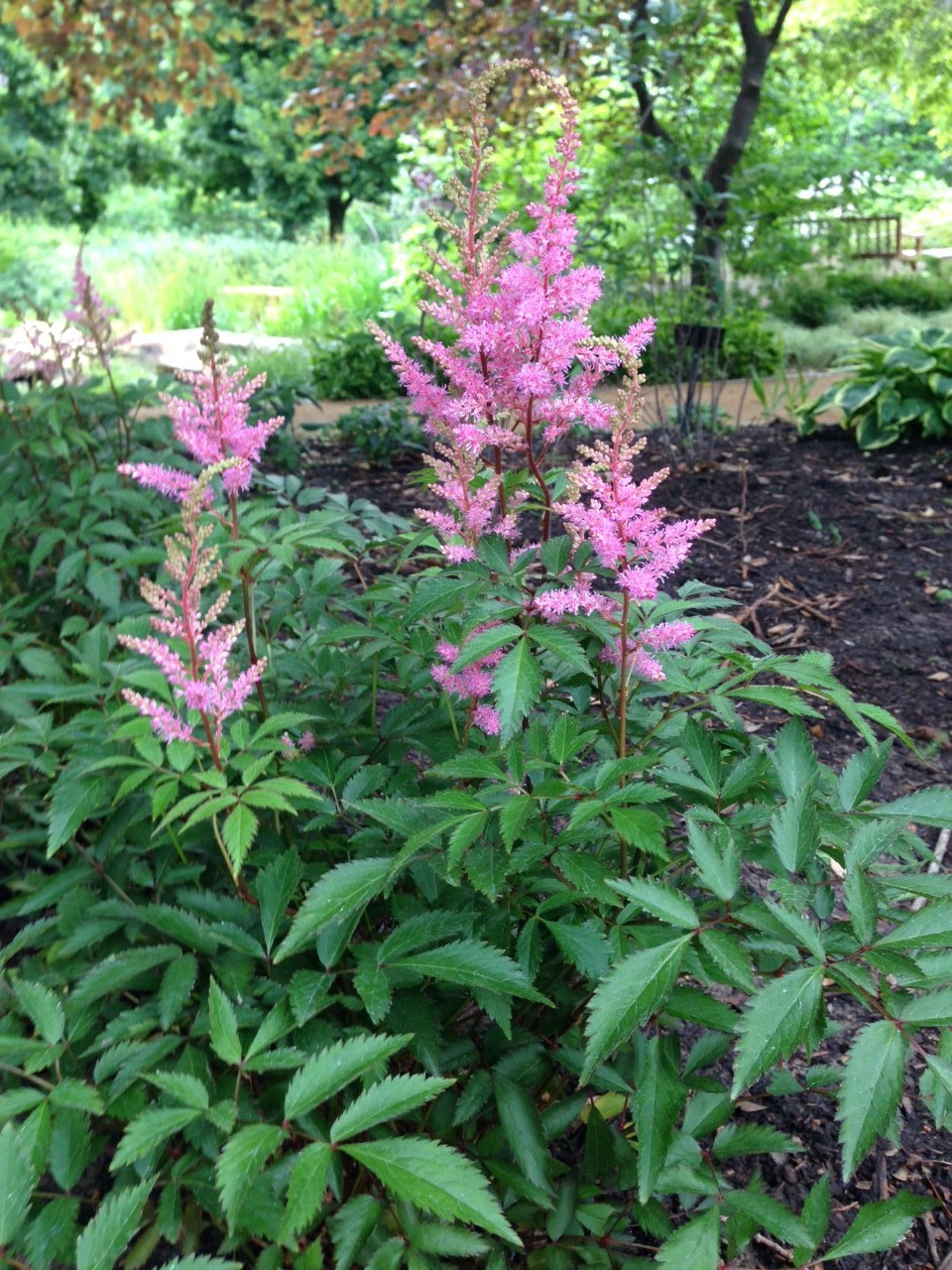 Astilbe chinensis 'Visions' - Chinese Astilbe