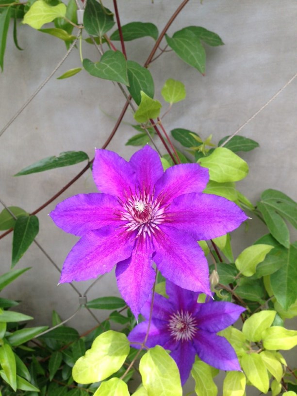 Clematis × 'Starry Nights' - Starry Nights Clematis | Myriad Botanical ...