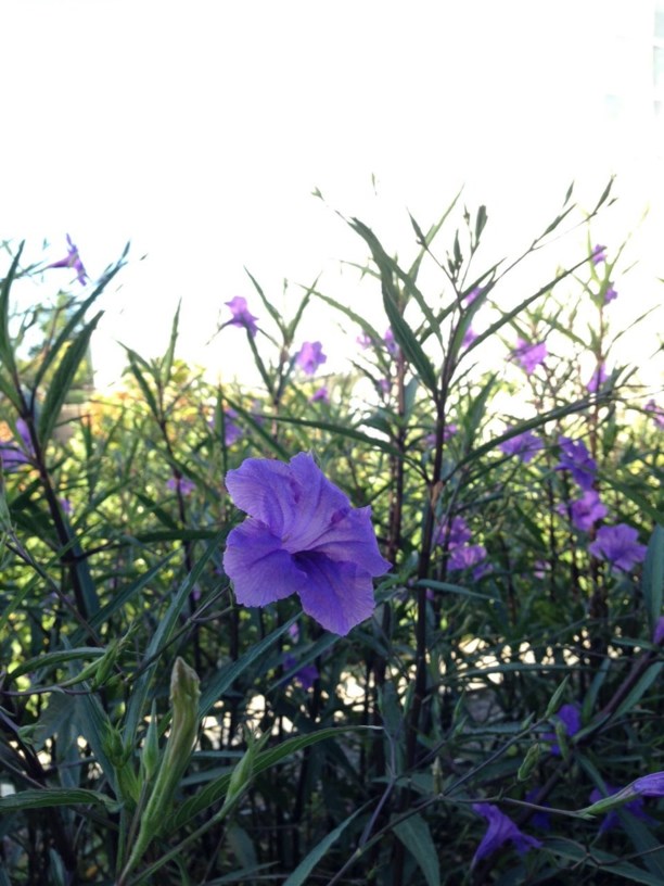 Ruellia simplex 'Purple Showers' - Mexican Petunia