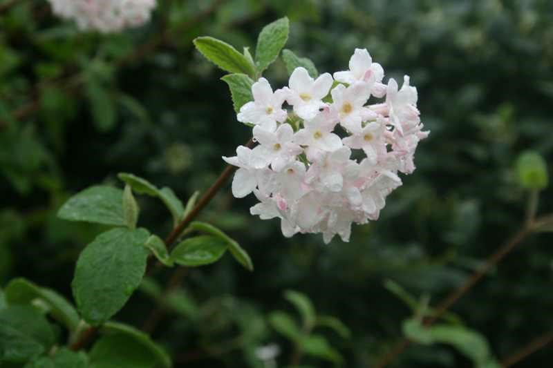 Viburnum × juddii - Fragrant Viburnum, Judd Viburnum
