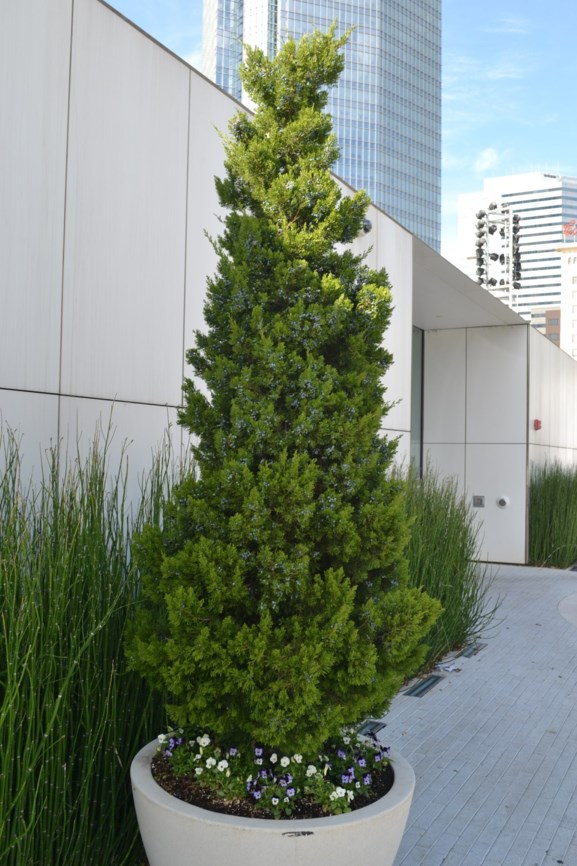 Juniperus cv. - Juniper