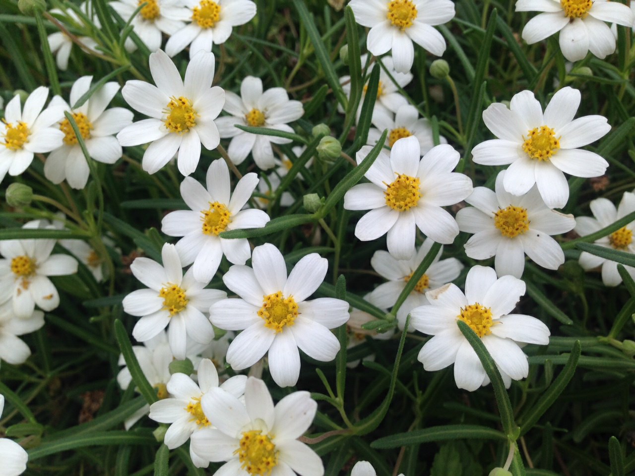 Melampodium leucanthum Blackfoot Daisy Myriad Botanical Gardens