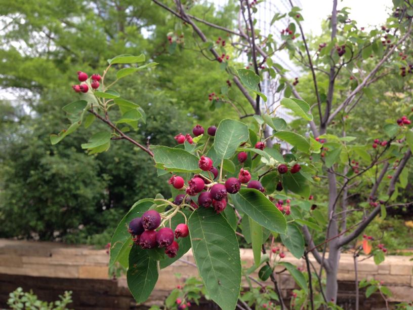 Amelanchier canadensis - Serviceberry