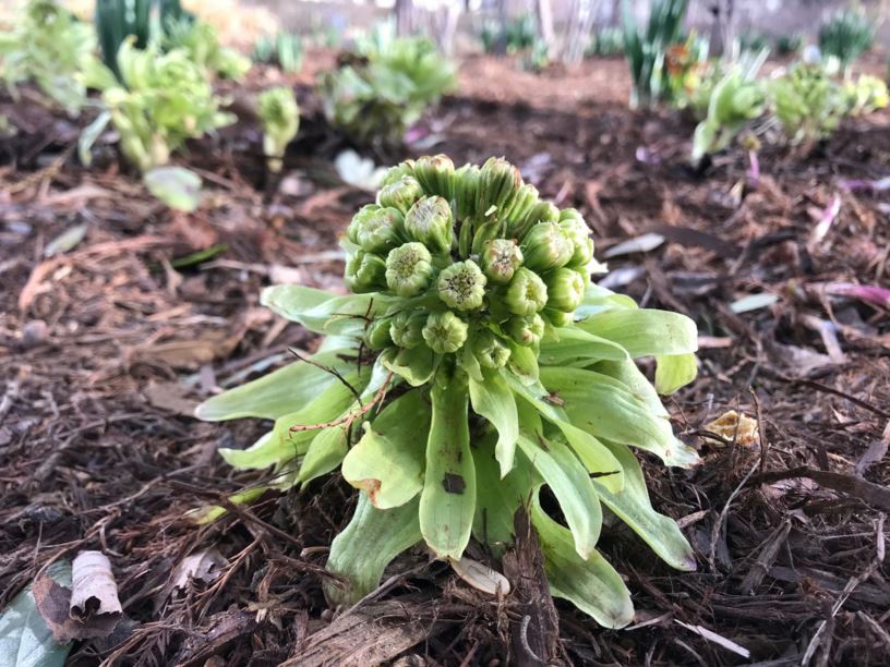 Petasites japonicus var. giganteus Japanese Butterbur Myriad