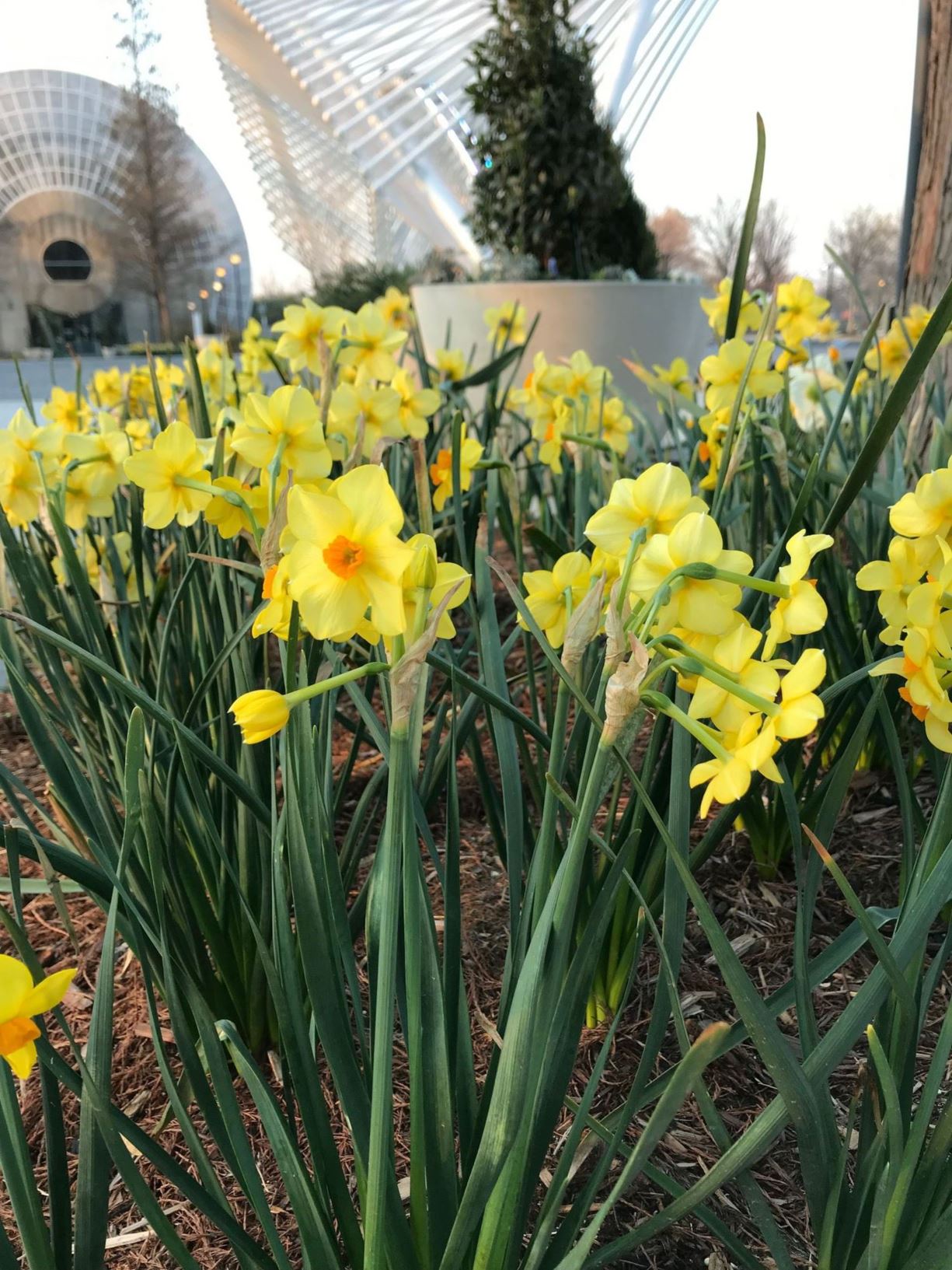 Narcissus 'Martinette' - Daffodil