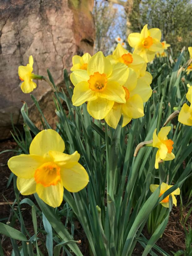 Narcissus 'Red Devon' - Daffodil