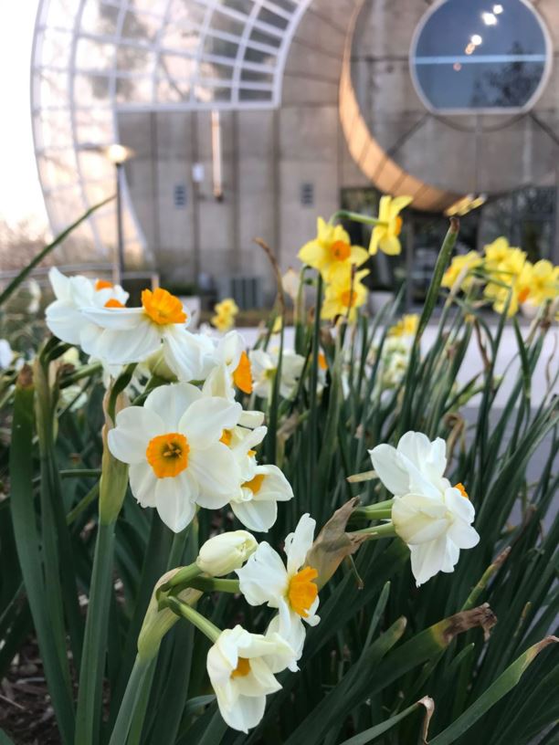 Narcissus 'Geranium' - Tazetta Daffodil