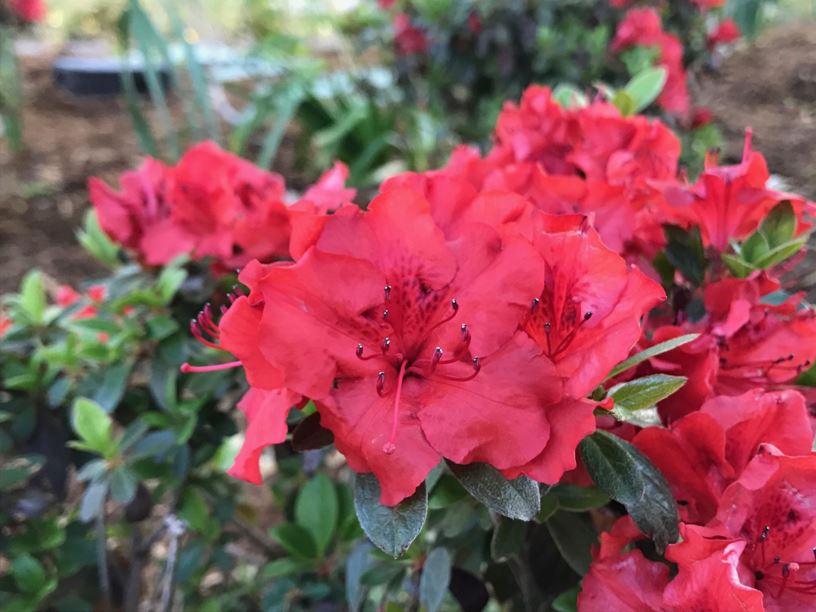 Rhododendron 'Girard's Hot Shot' - Evergreen Azalea