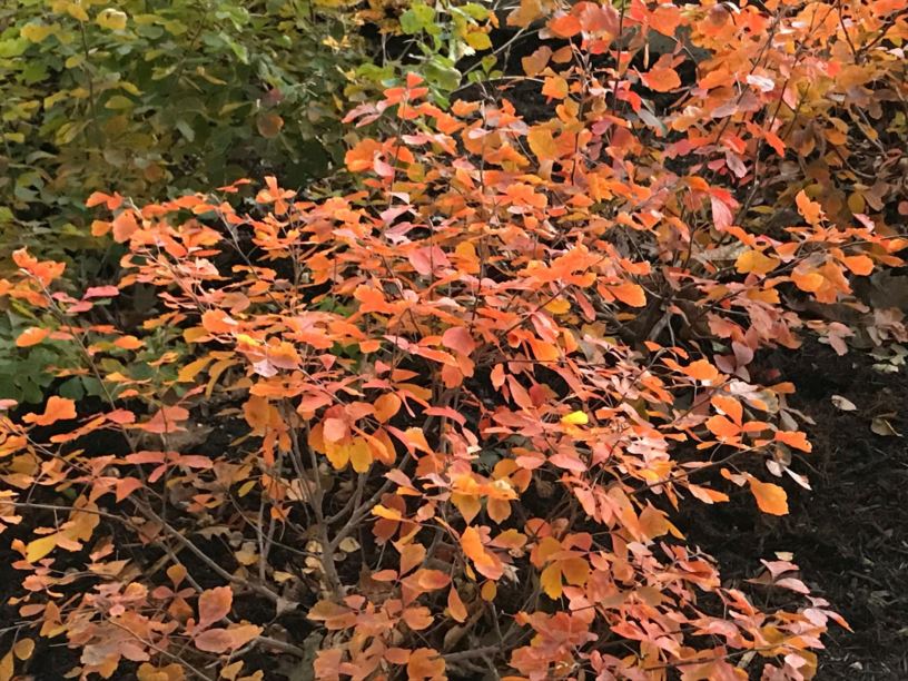 Rhus aromatica 'GroLow' Fragrant Sumac, Gro Low Sumac Myriad