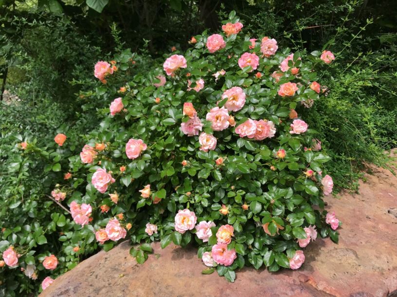 Rosa 'Meiggili' Peach Drift Groundcover Rose Myriad Botanical