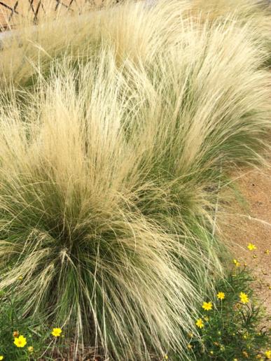 Nassella tenuissima - Mexican Feather Grass