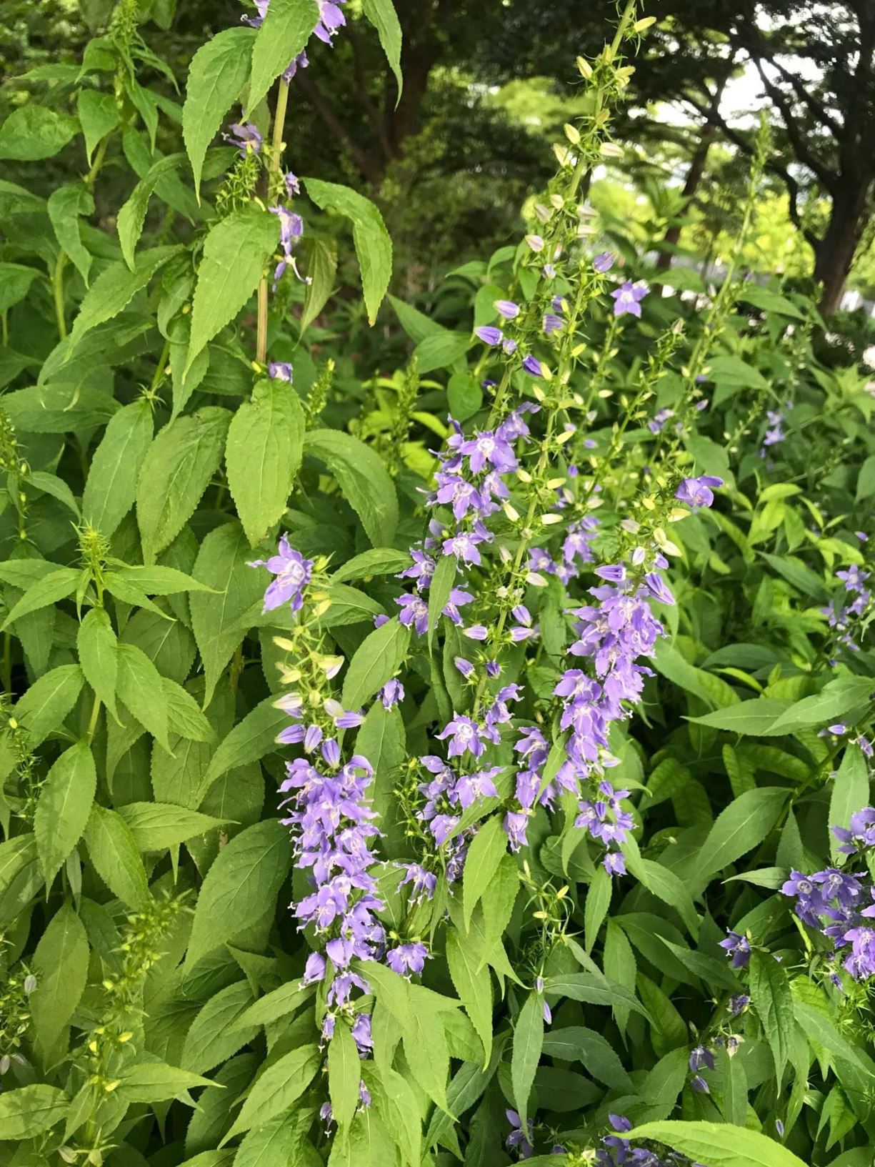 Campanula americana Tall Bellflower Myriad Botanical Gardens