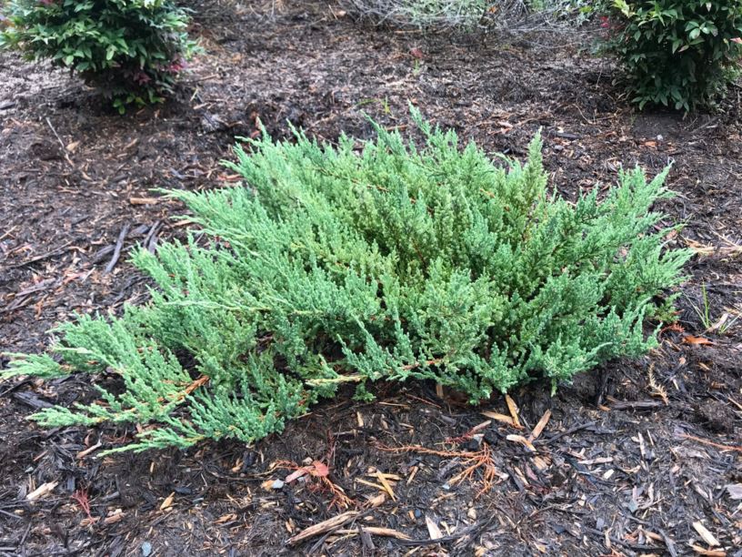 Juniperus chinensis 'Viridis' - Green Sargent Juniper