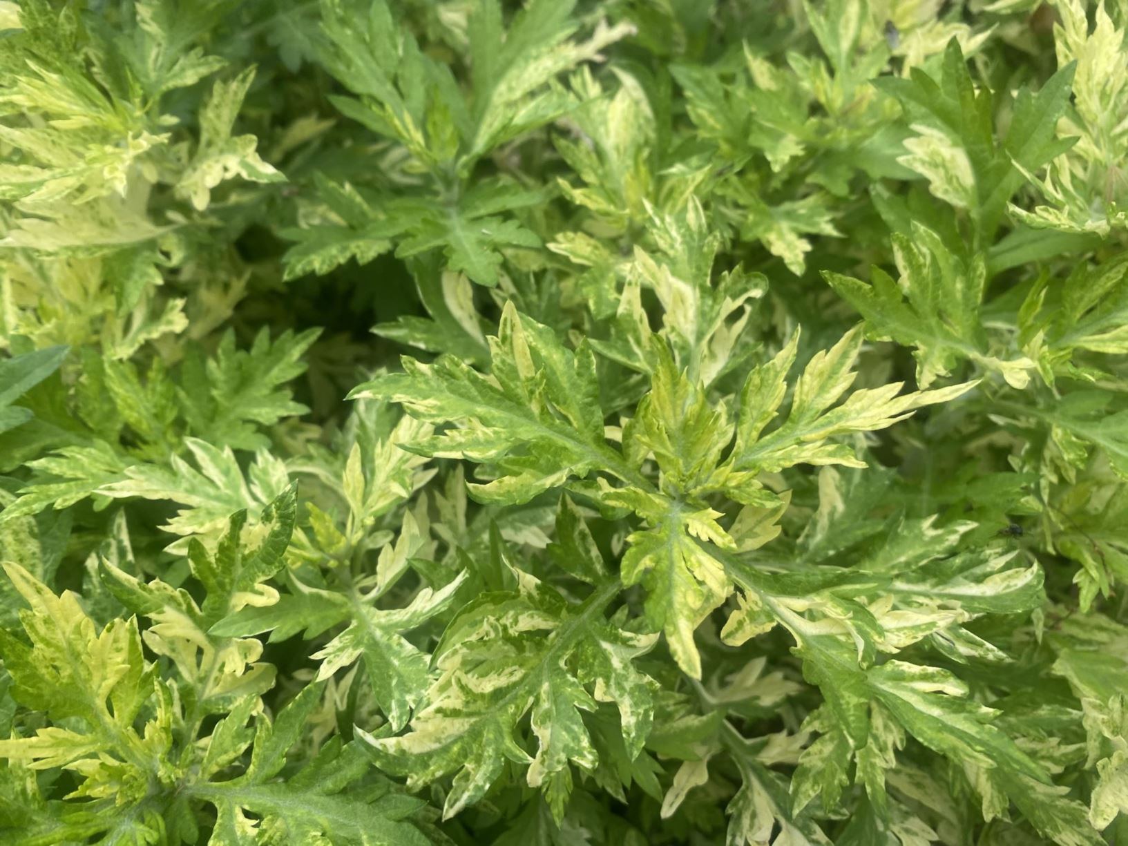 Artemisia vulgaris Oriental Limelight™ - Oriental Limelight Artemesia