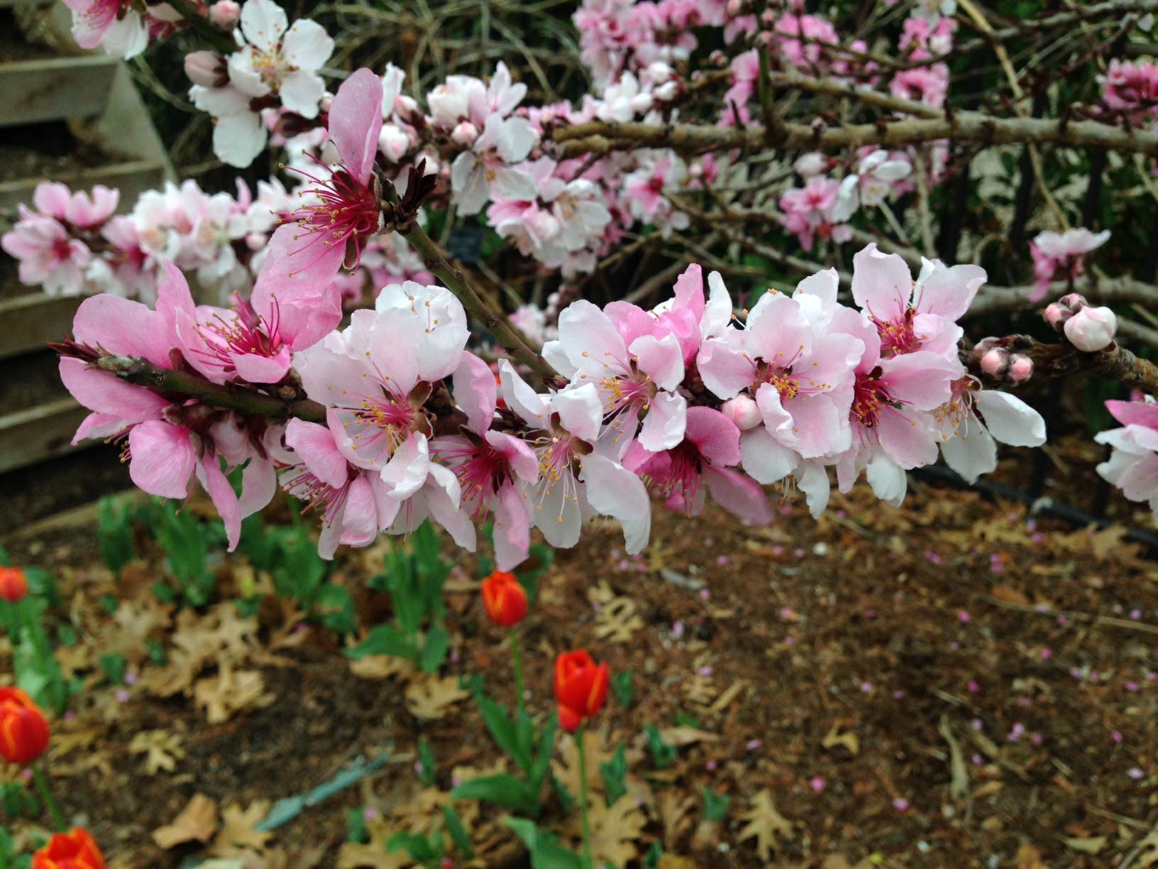 Prunus persica 'Bonfire Patio' Patio Peach Myriad Botanical Gardens