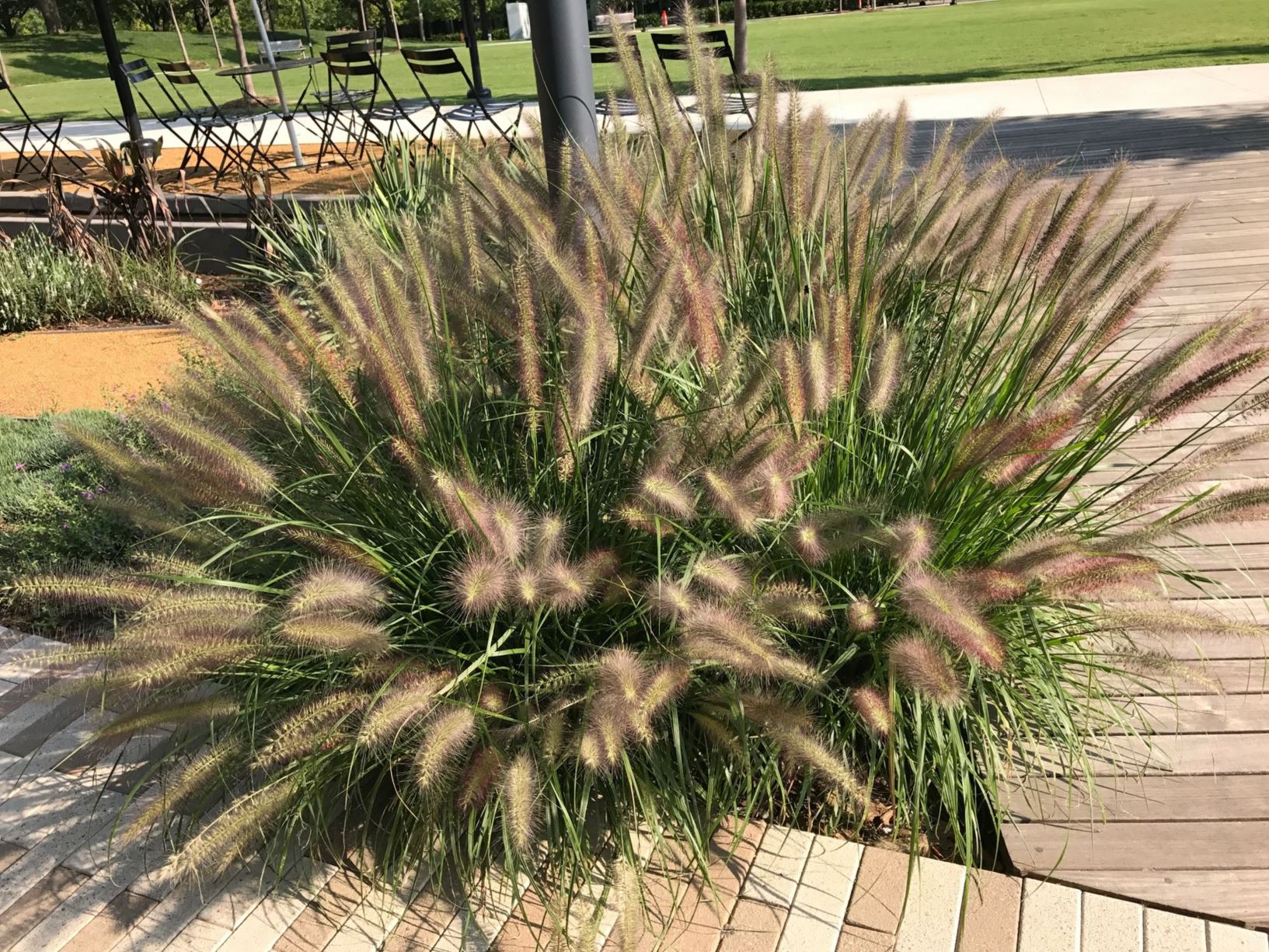 Pennisetum orientale 'Karley Rose' - Oriental Fountain Grass