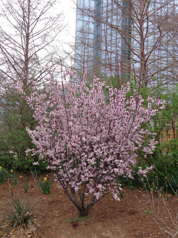 Prunus × cistena - Purpleleaf Sand Cherry