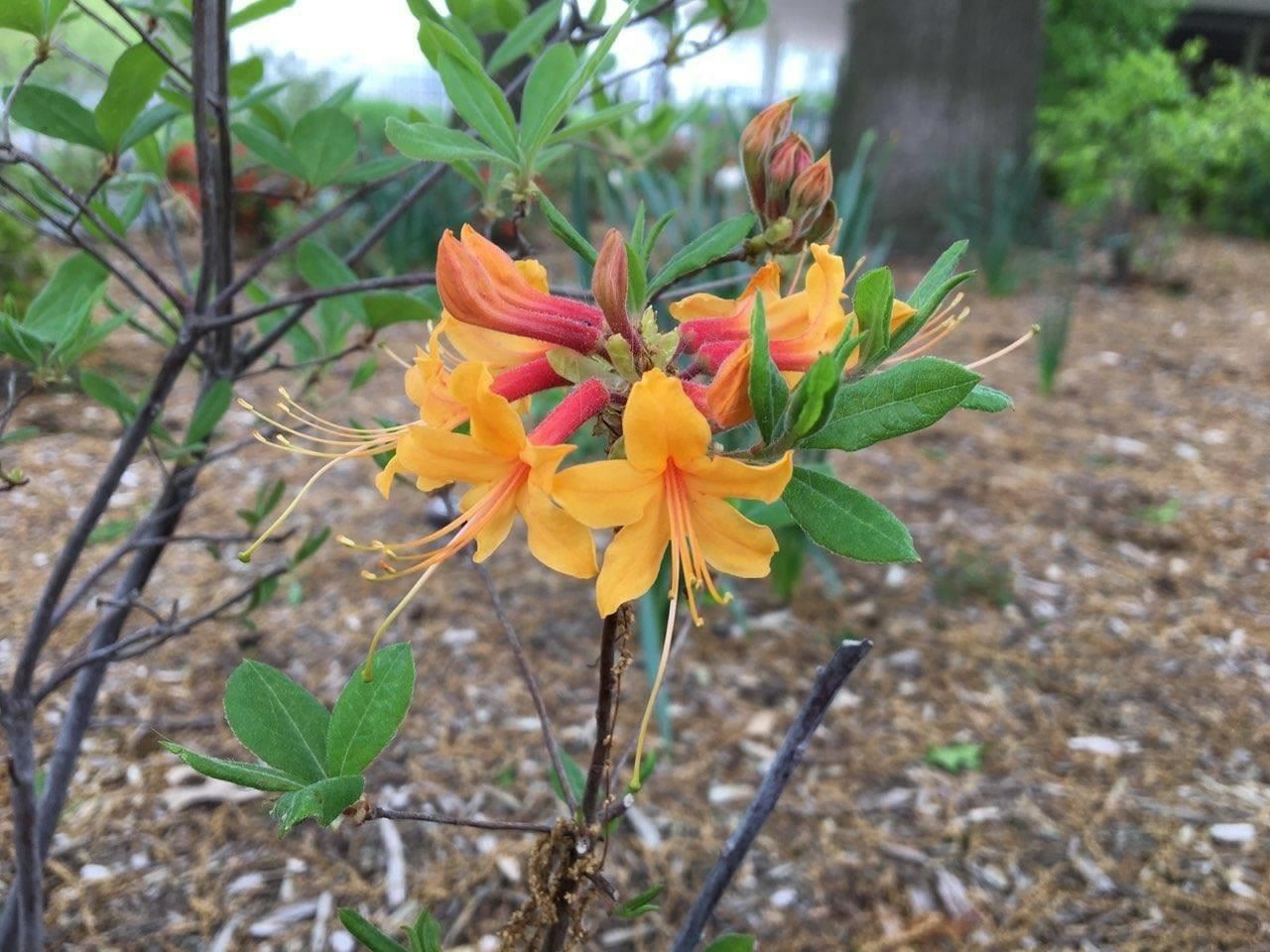 Rhododendron austrinum - Florida Flame Azalea