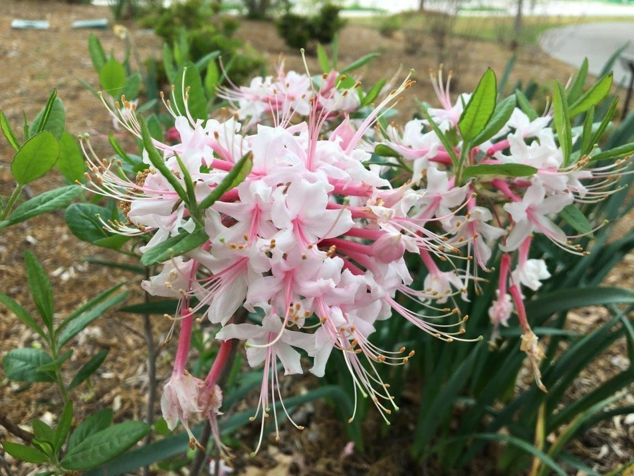 Rhododendron canescens 'Phlox Pink' - Phlox Pink Azalea