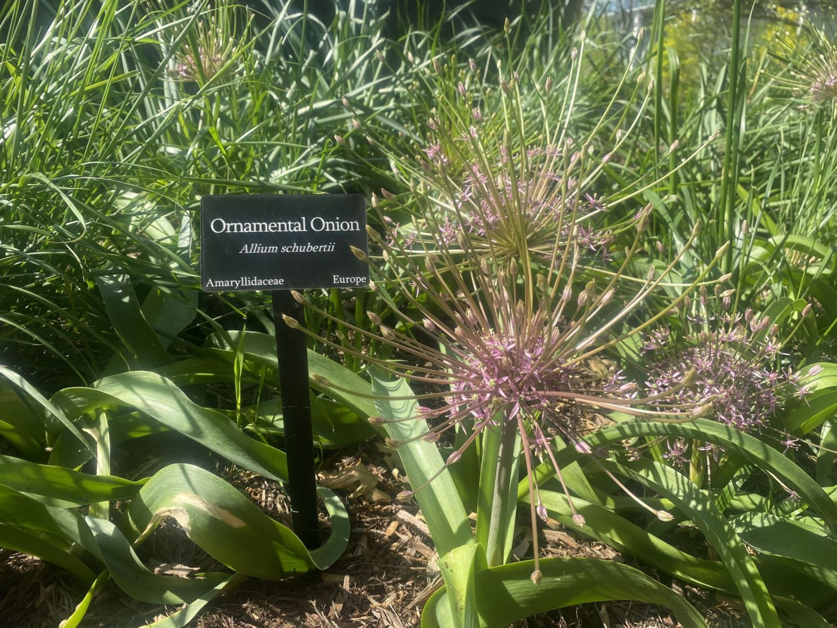 Allium schubertii - Ornamental Onion