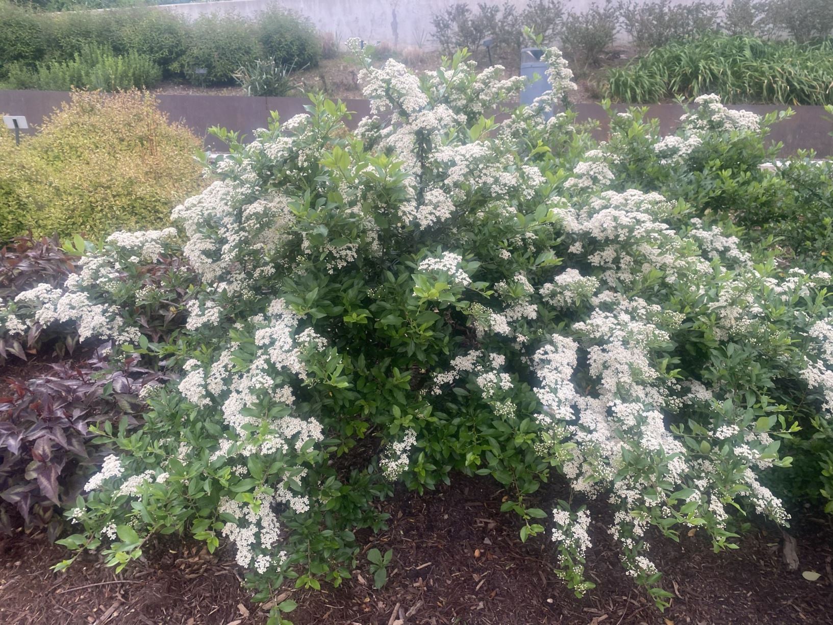 Pyracantha angustifolia Gnome (R) - Gnome Pyracantha, Narrowleaf