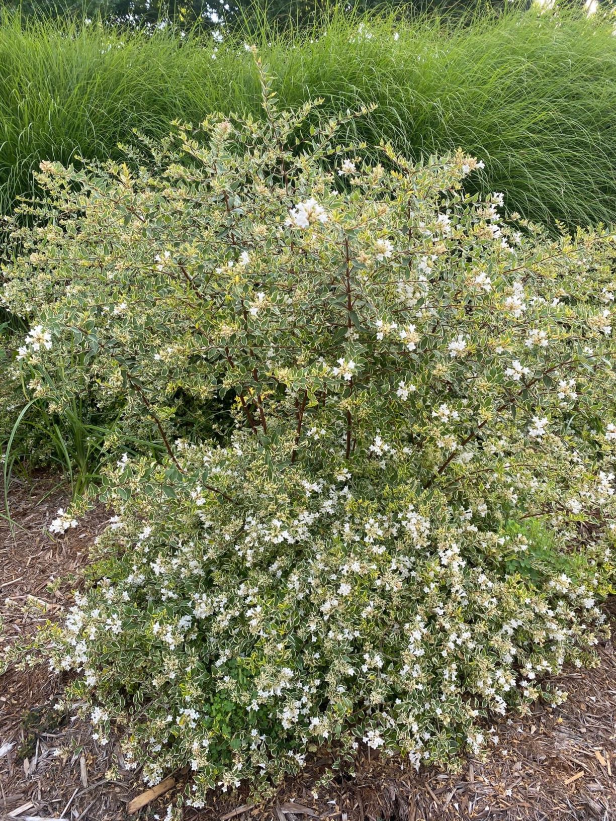 Abelia × grandiflora Twist of Lime (tm) - Glossy Abelia