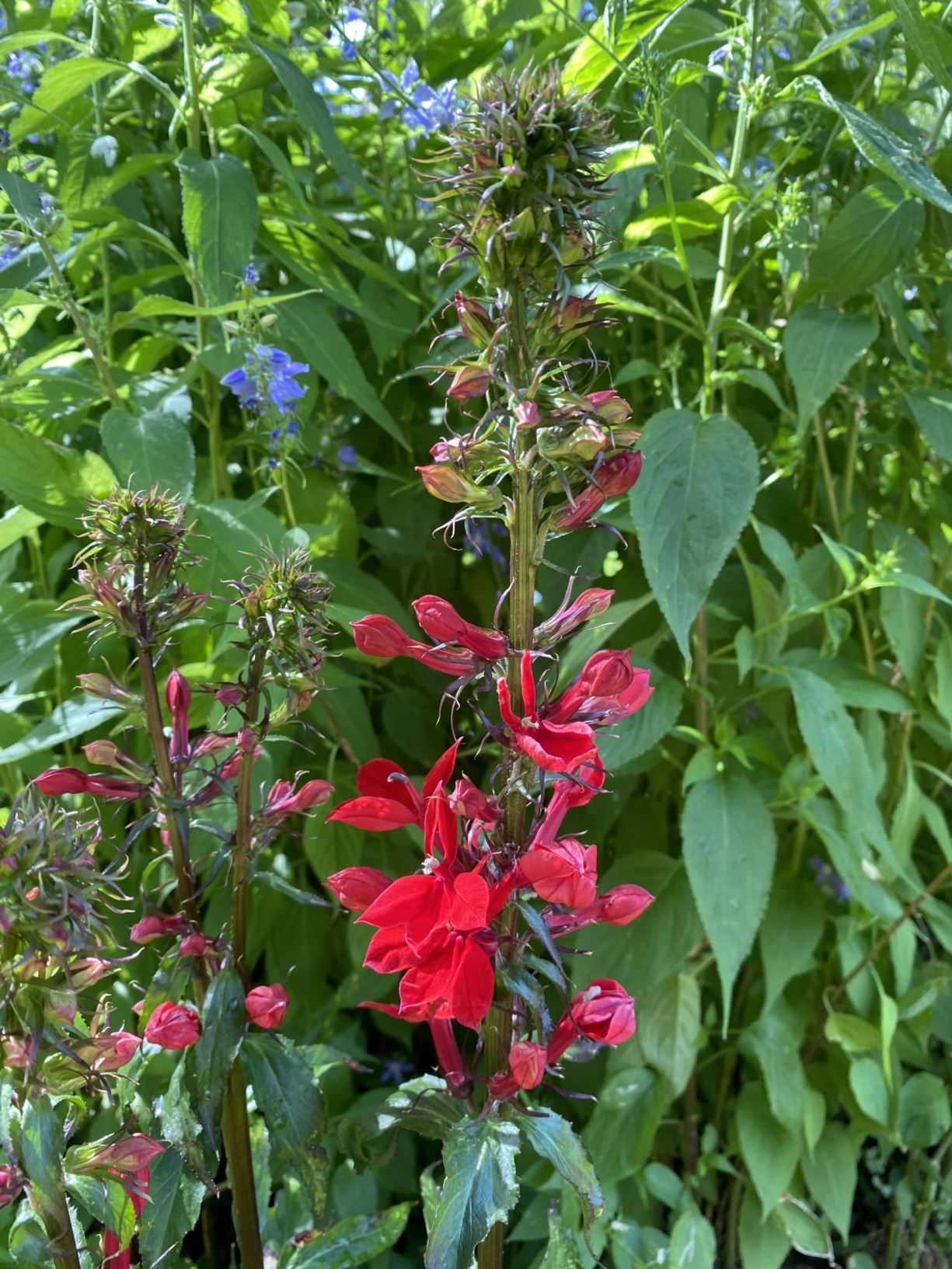 Lobelia × speciosa Starship™ Scarlet - Lobelia