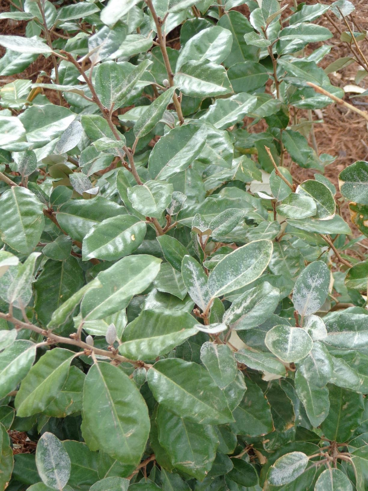 Elaeagnus × submacrophylla - Oleaster, Silverberry