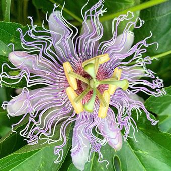 Passiflora incarnata - Maypop, Passionvine, Purple Passionflower