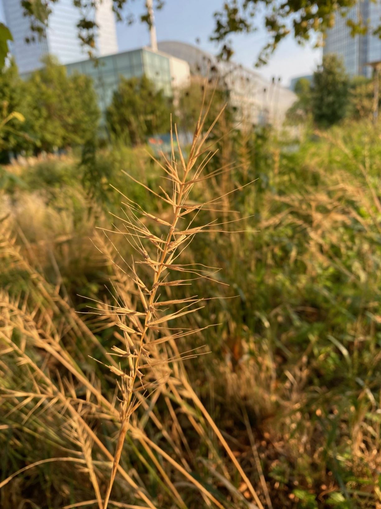 Hystrix patula - Bottlebrush Grass