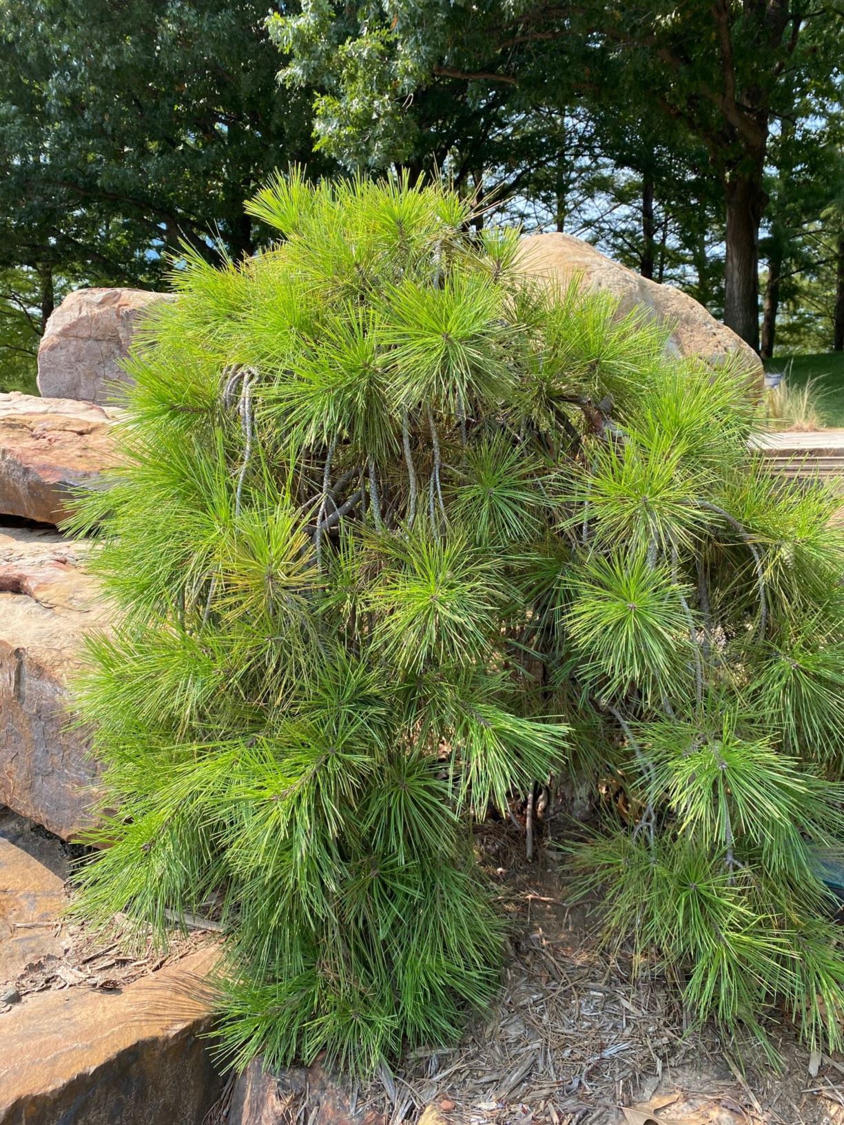 Pinus densiflora 'Pendula' - Weeping Japanese Red Pine