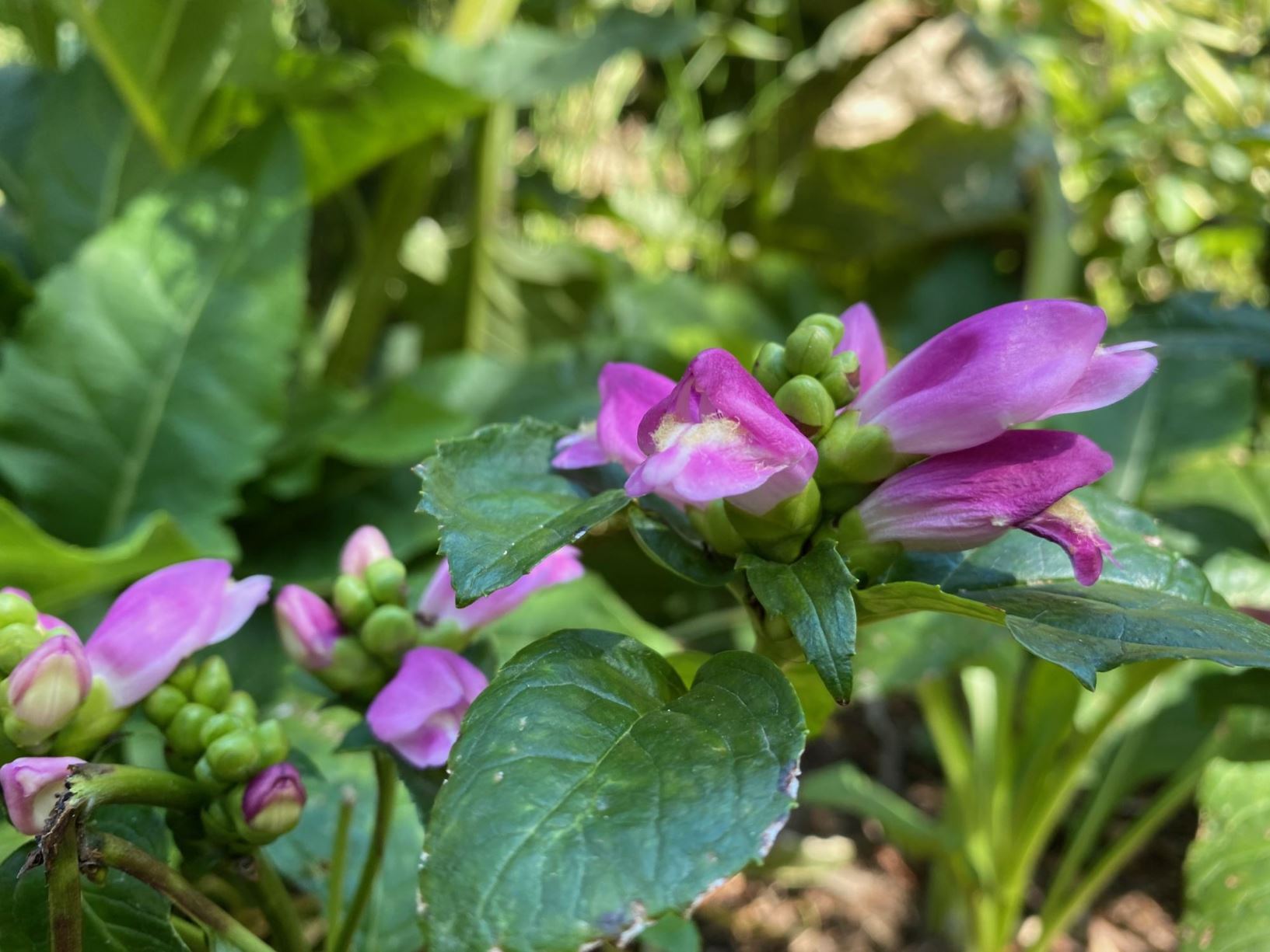 Chelone lyonii 'Hot Lips' - Turtlehead