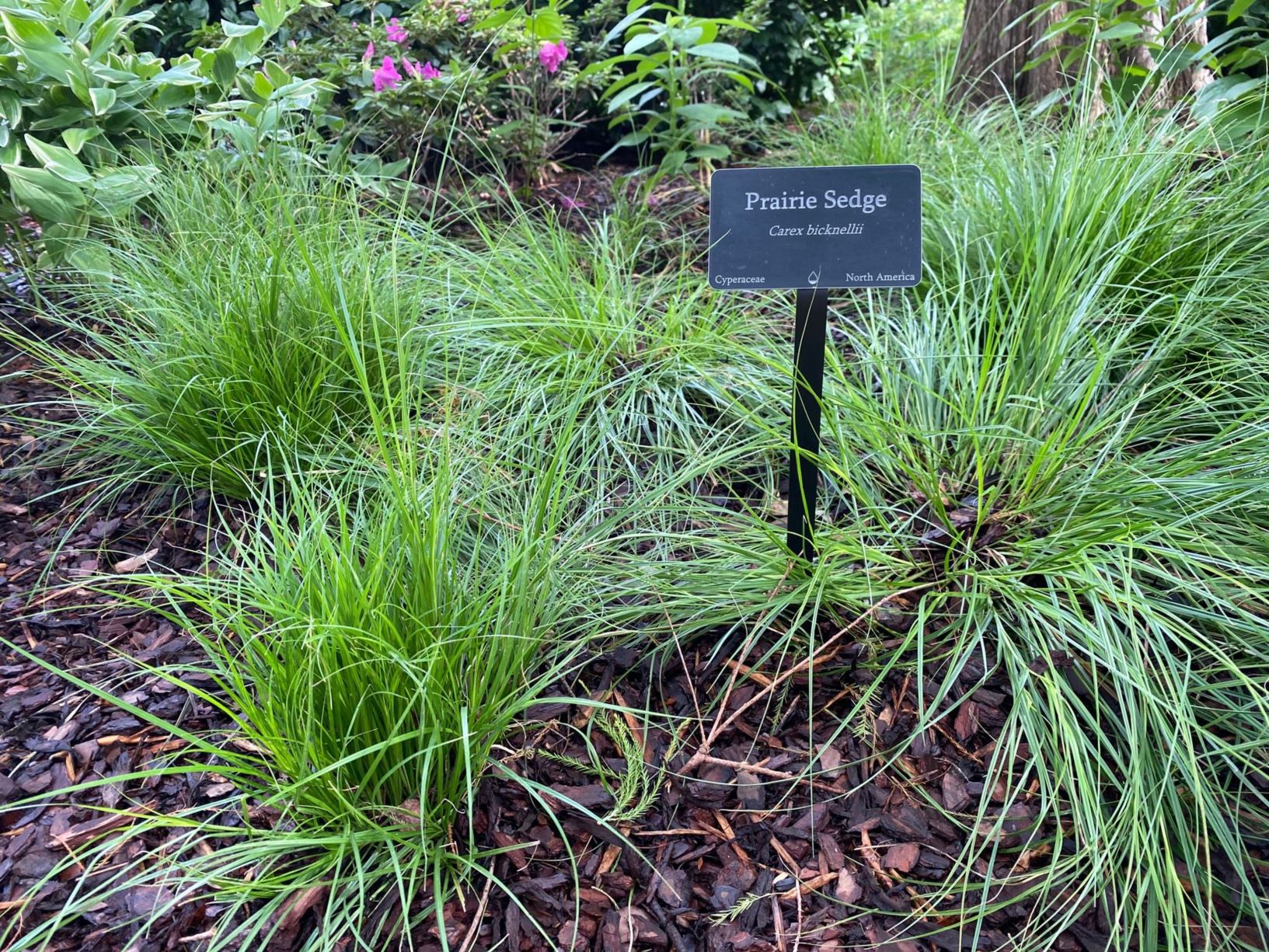 Carex bicknellii - Prairie Sedge