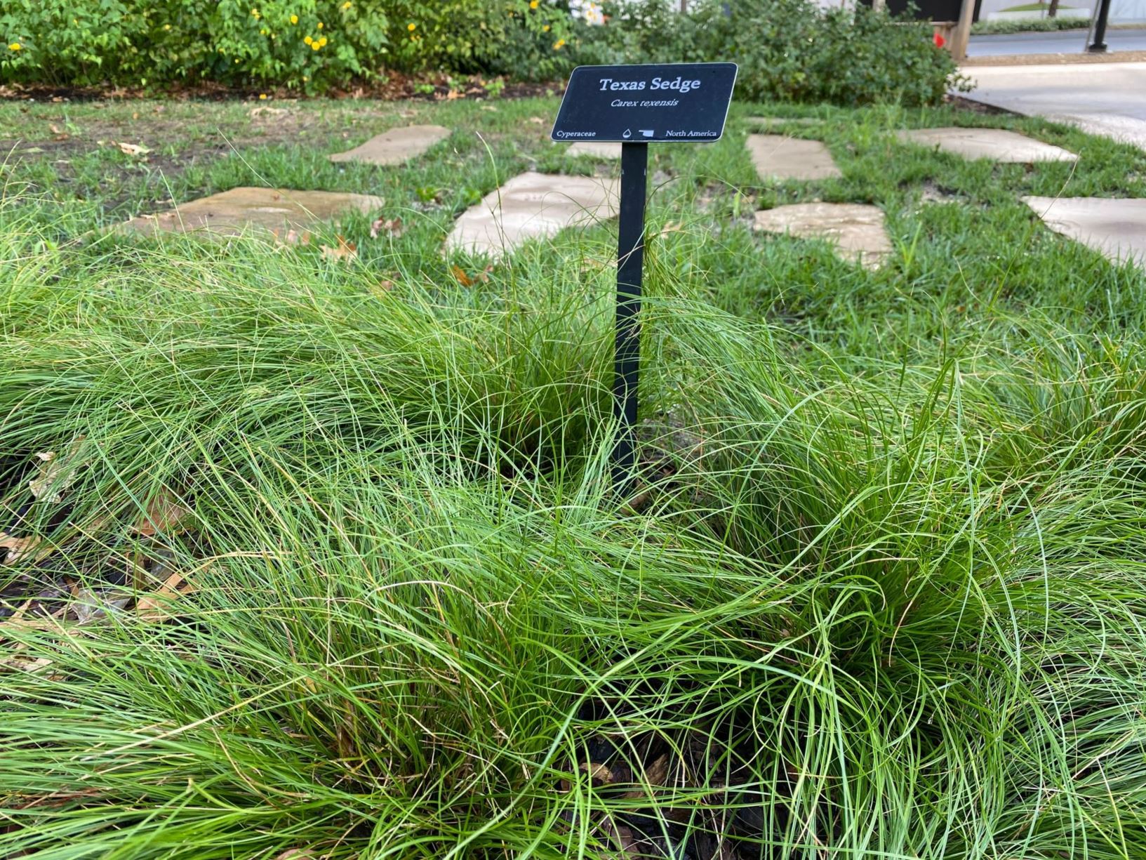 Carex texensis - Texas Sedge