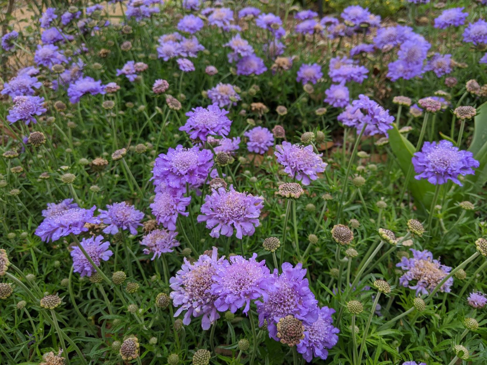 Scabiosa columbaria 'Butterfly Blue' - Pincushion Flower | Myriad ...