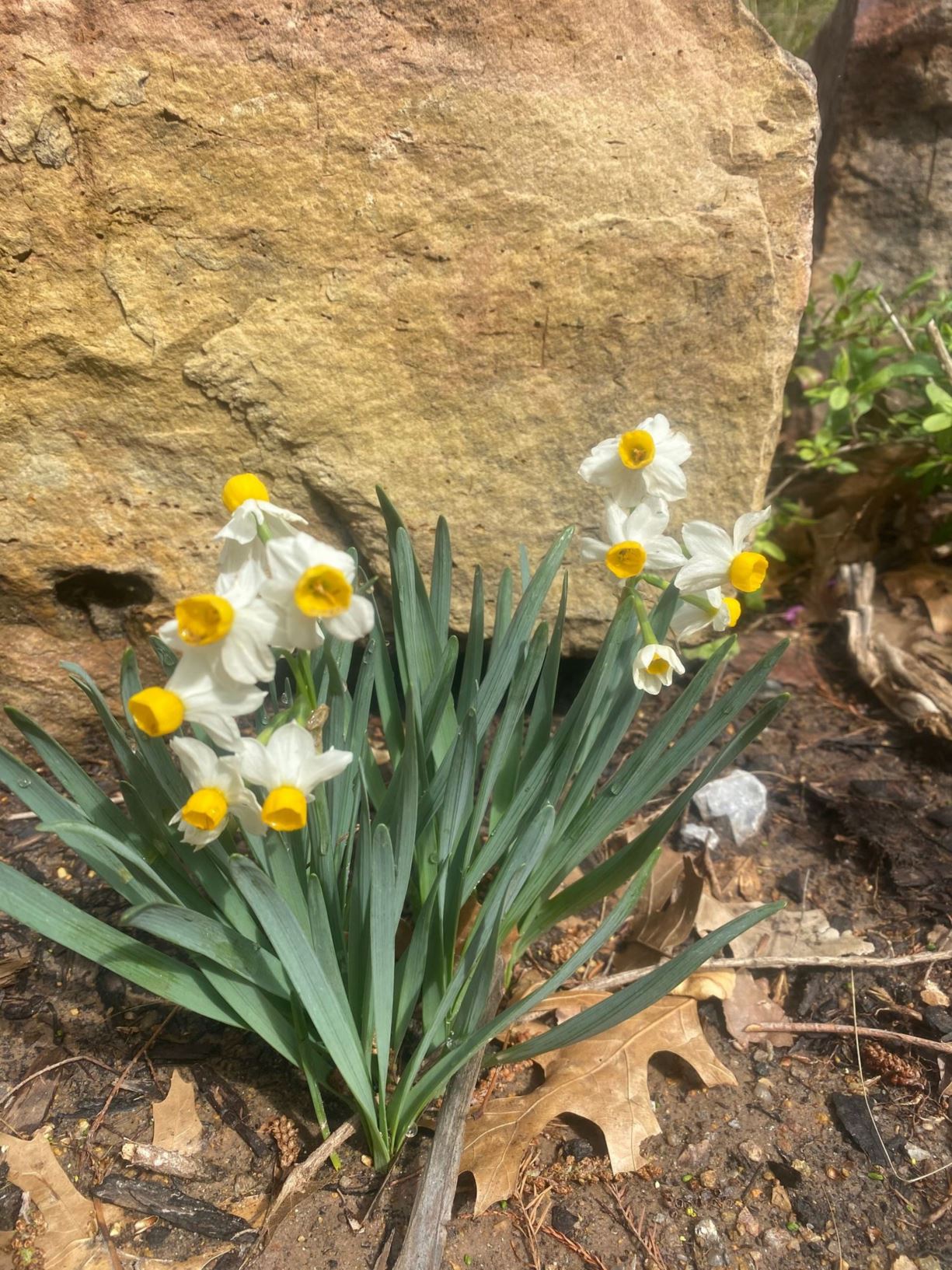 Narcissus 'Canaliculatus' - Daffodil