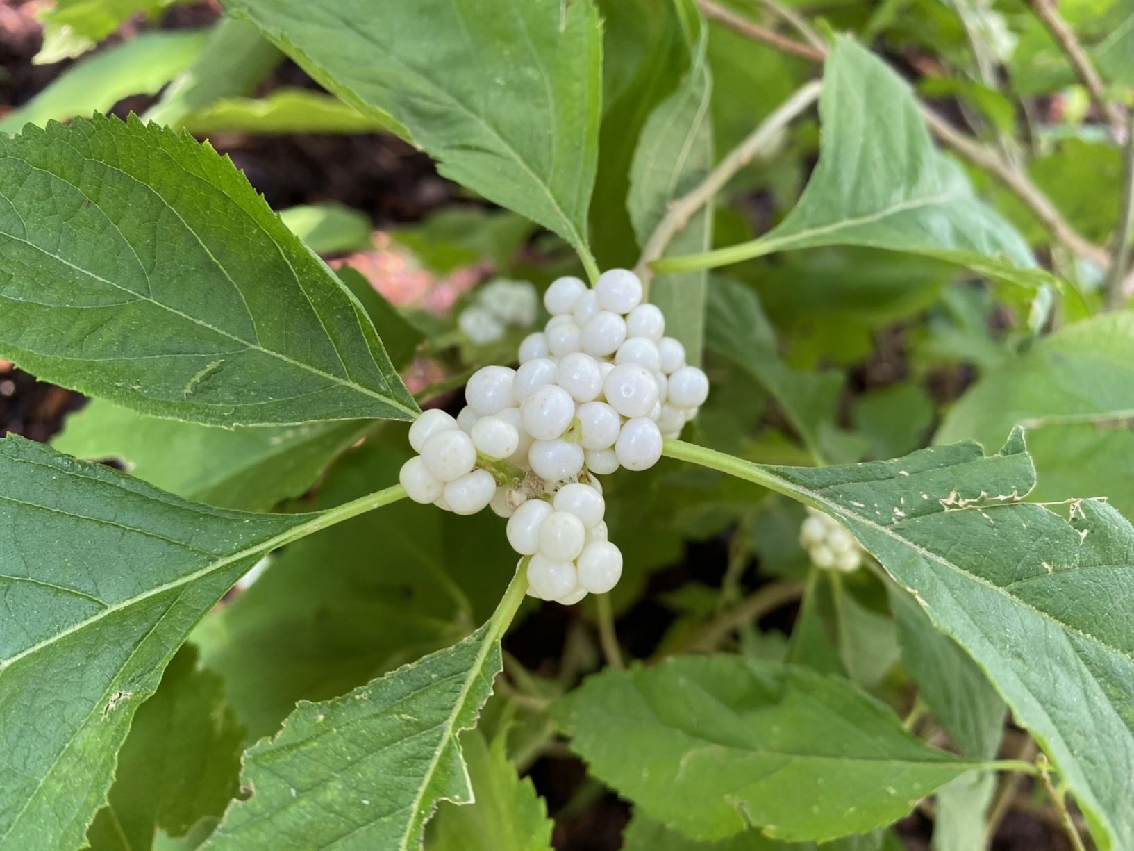 Callicarpa americana var. lactea - White Beautyberry