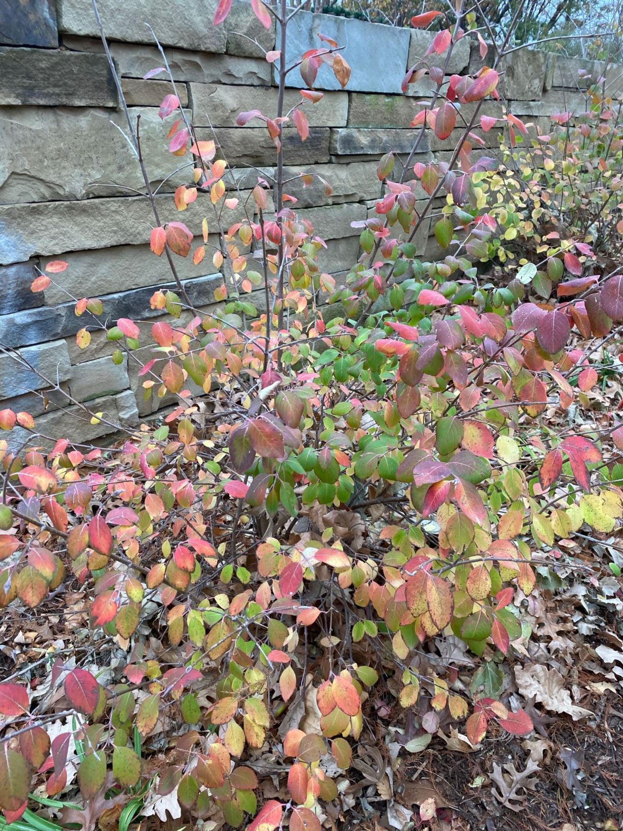 Viburnum prunifolium Blackhaw Viburnum Myriad Botanical Gardens