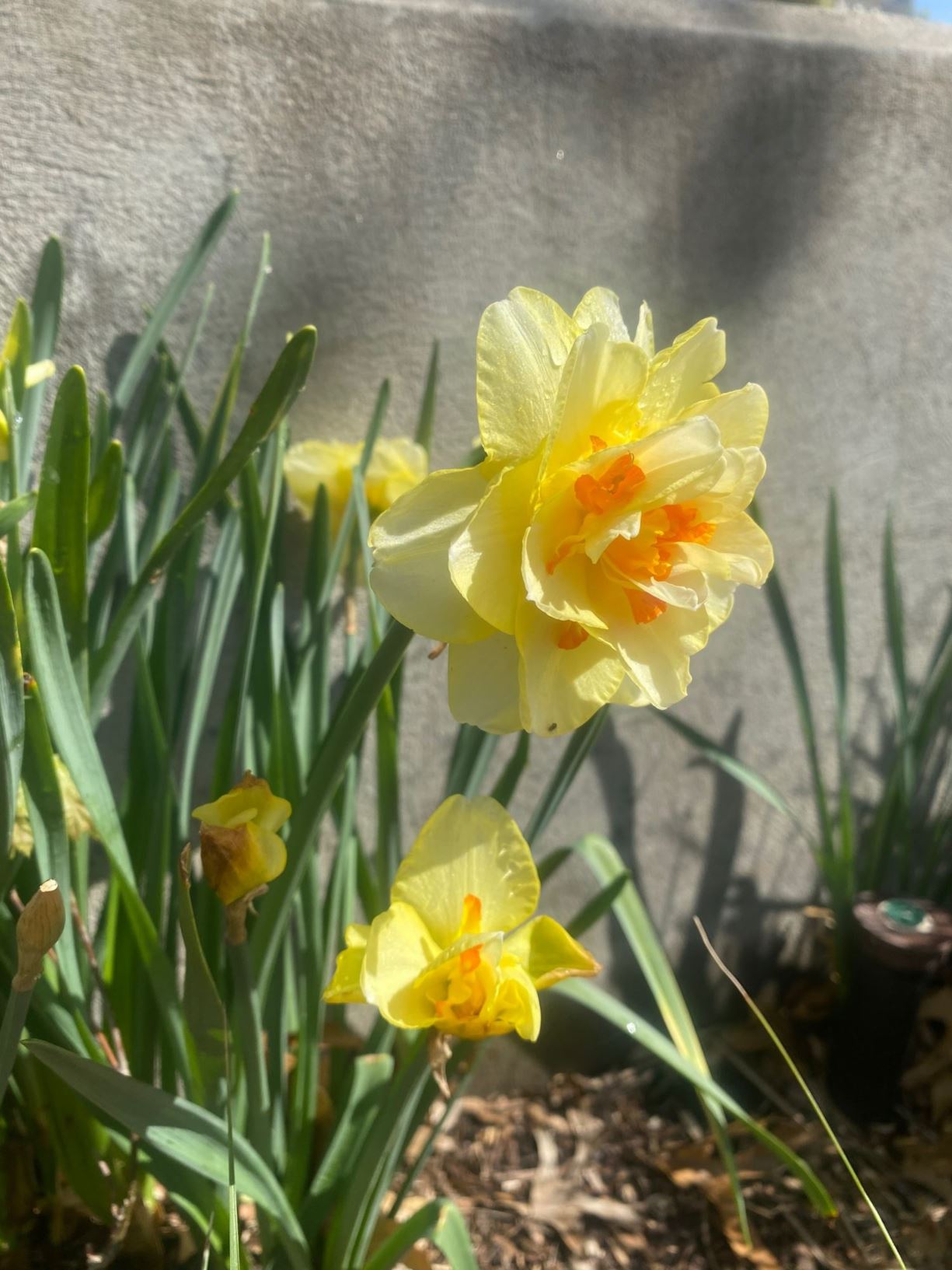 Narcissus 'Tahiti' - Daffodil
