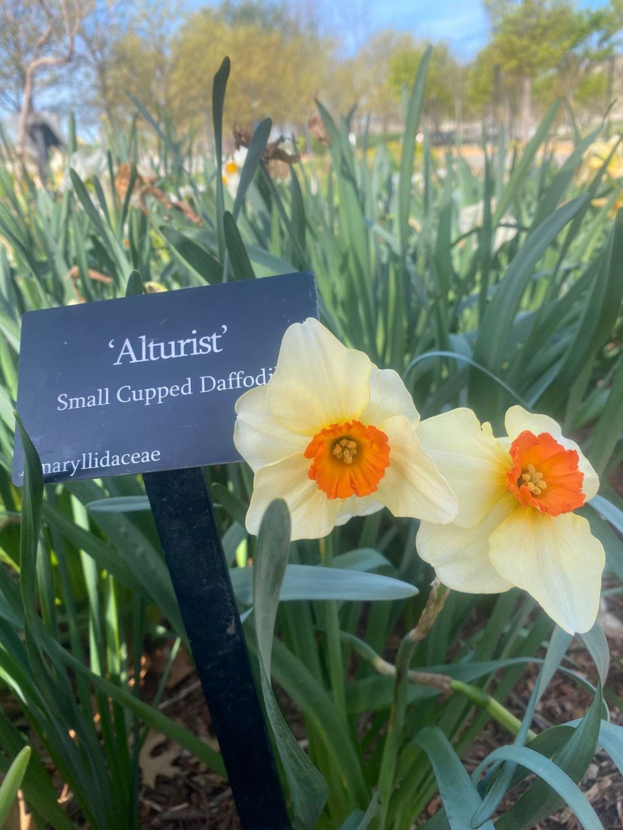 Narcissus 'Altruist' - Small-Cupped Daffodil