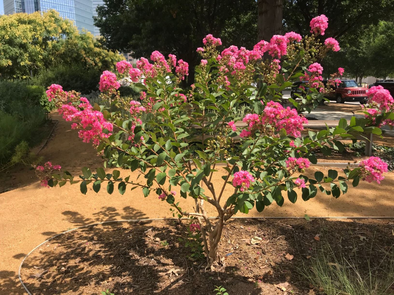 Lagerstroemia indica 'Hopi' - Crapemyrtle