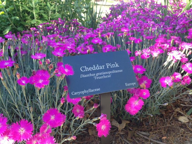 Dianthus gratianopolitanus 'Feuerhexe' - Cheddar Pink