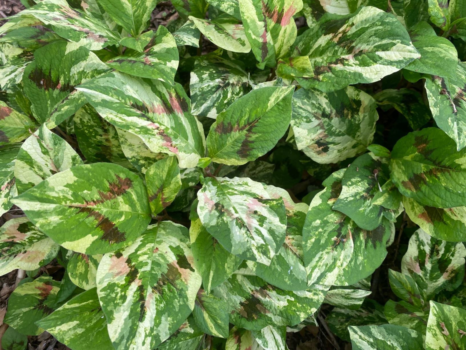 Persicaria virginiana 'Painter's Palette' Knotweed Myriad Botanical
