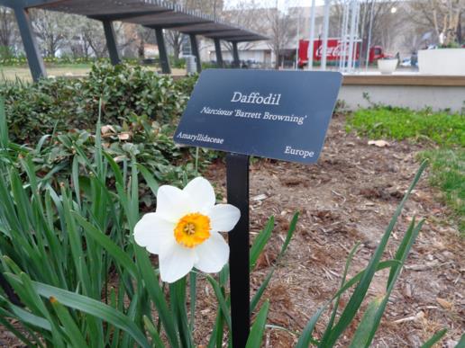 Narcissus 'Barrett Browning' - Daffodil