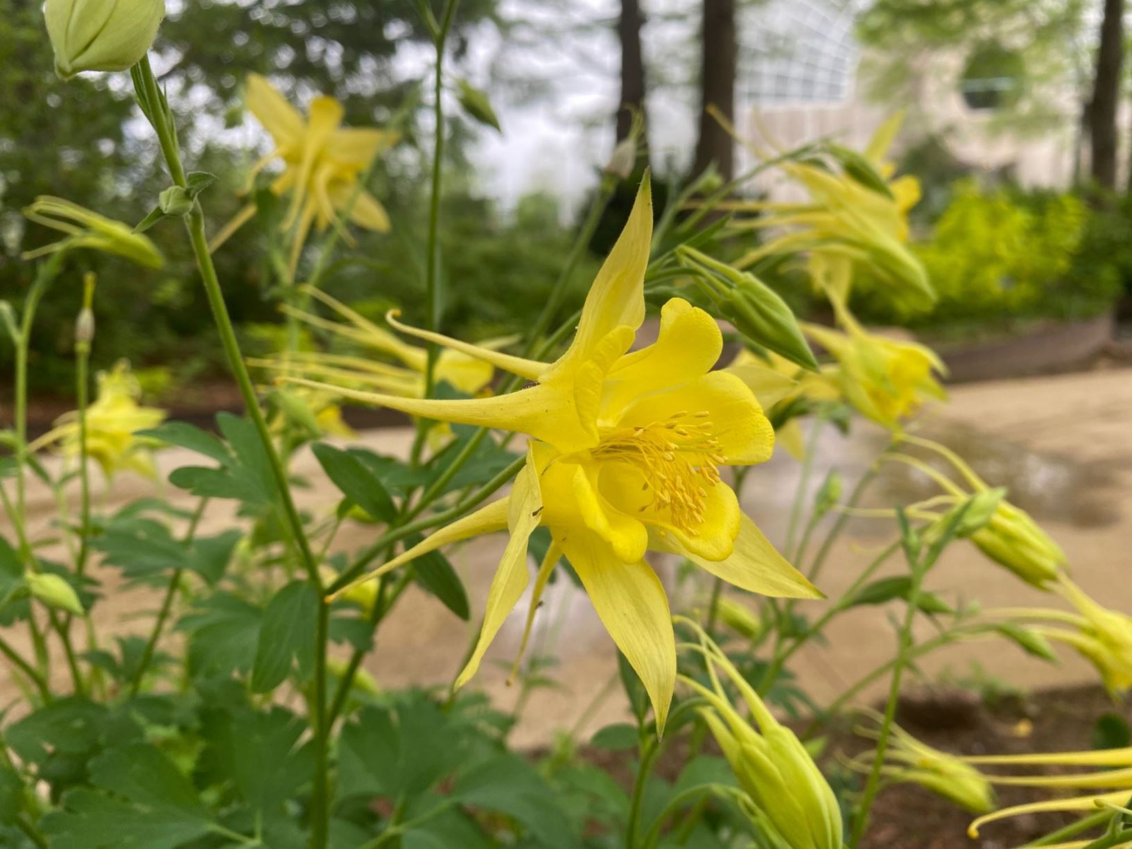 Aquilegia chrysantha 'Yellow Queen' - Columbine