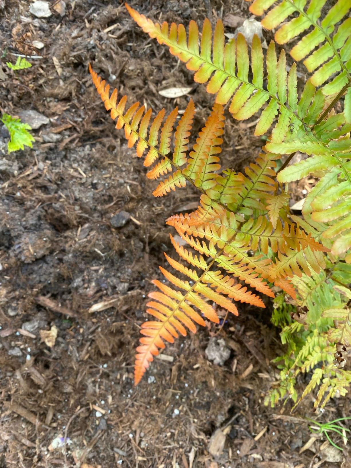 Dryopteris erythrosora 'Brilliance' - Autumn Fern