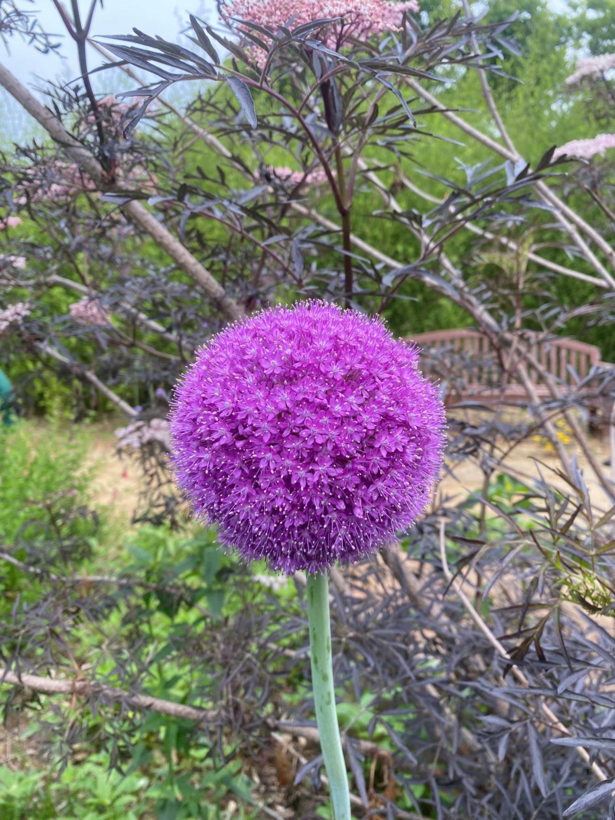 Allium giganteum - Ornamental Onion